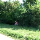 Although the cameraman does not break-in to any real bathroom, he does drive up to a place where he knows his female friend is shitting in the bushes! Unfortunately, it is too far away to see the poop coming out.